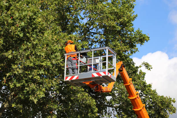 Best Tree Trimming and Pruning  in Park Center, CO