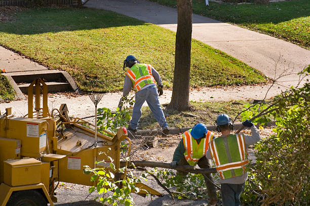 Best Stump Grinding and Removal  in Park Center, CO