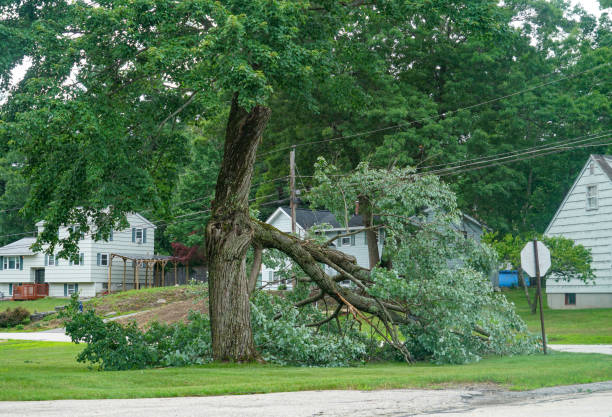 Tree and Shrub Care in Park Center, CO