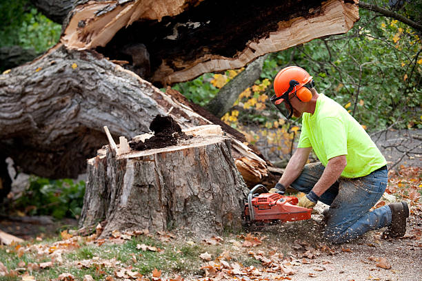 Best Lawn Pest Prevention  in Park Center, CO