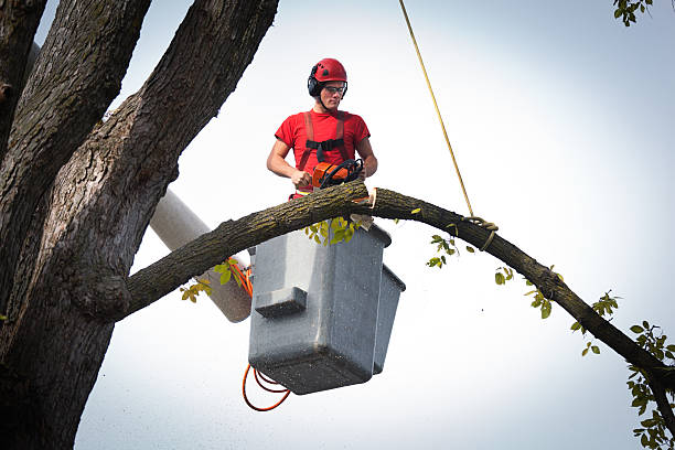 Leaf Removal in Park Center, CO